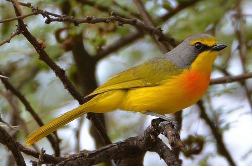 Orange-breasted Bushshrike