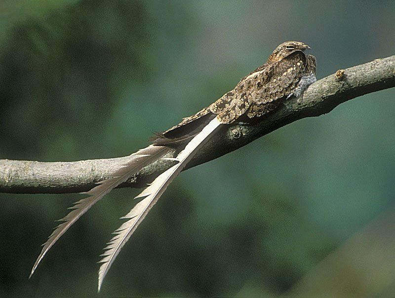 Pennant-winged Nightjar