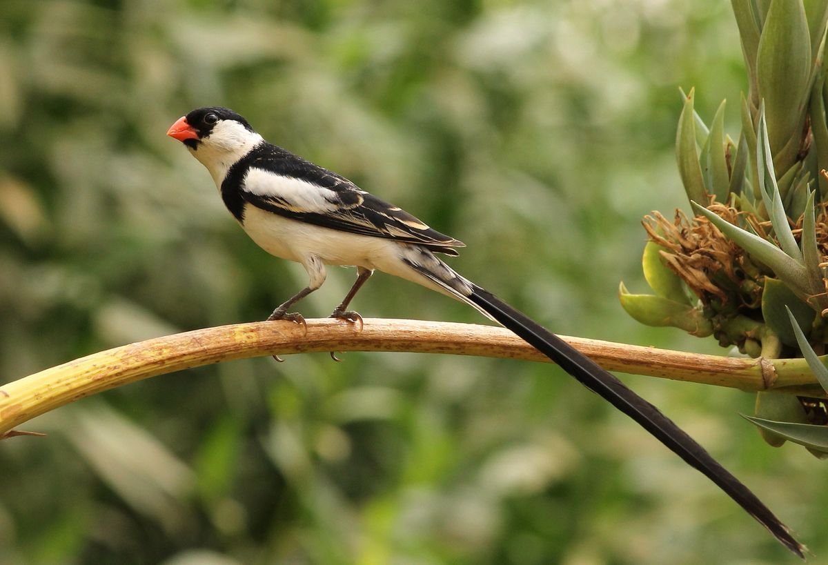 Pin-tailed Whydah