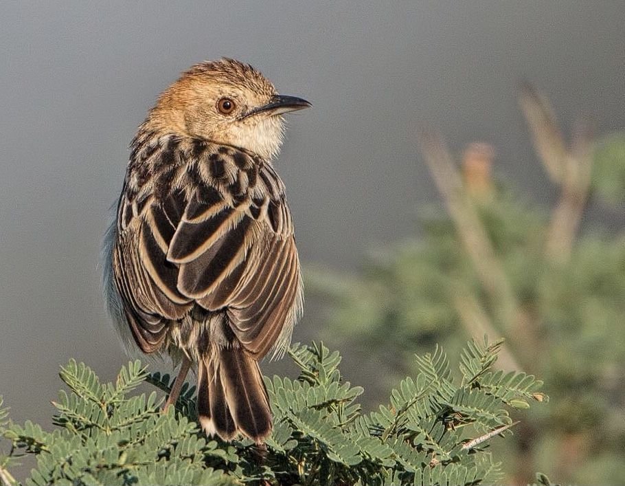 Rattling Cisticola