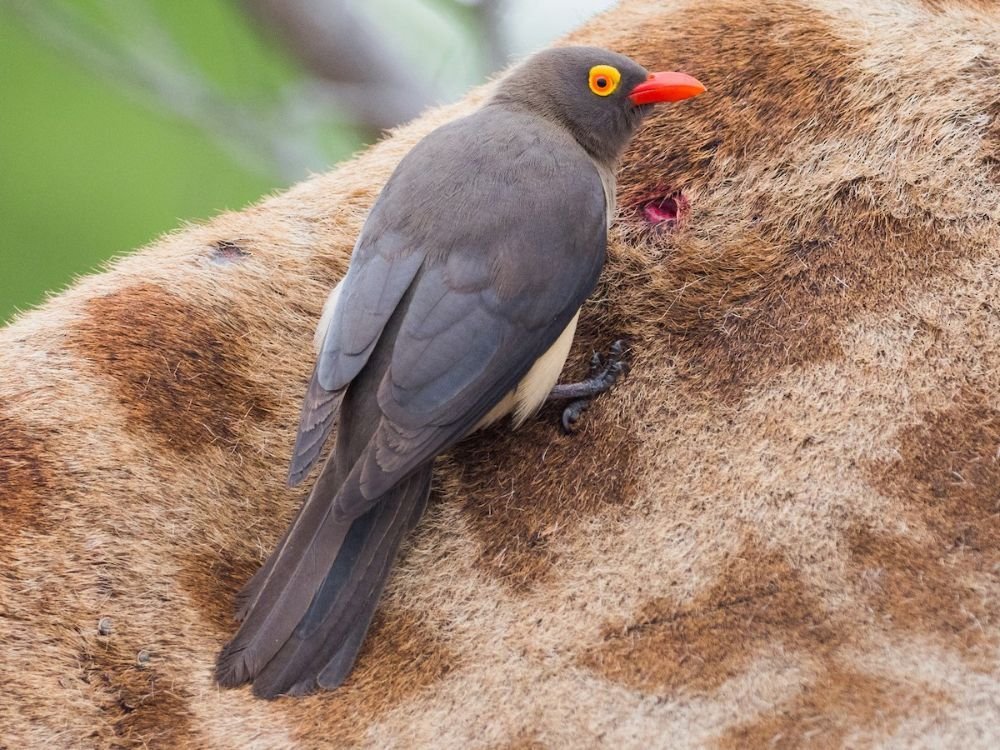 Red-billed Oxpecker