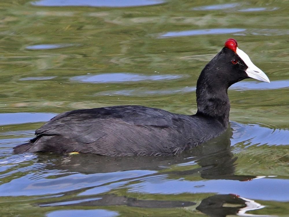 Red-knobbed Coot