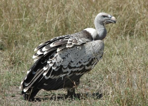Rüppell's Griffon