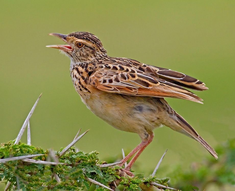 Rufous-naped Lark