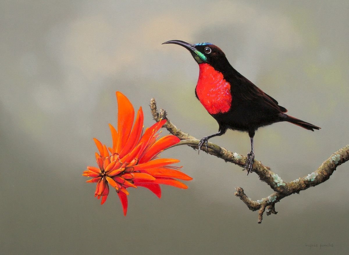 Scarlet-chested Sunbird