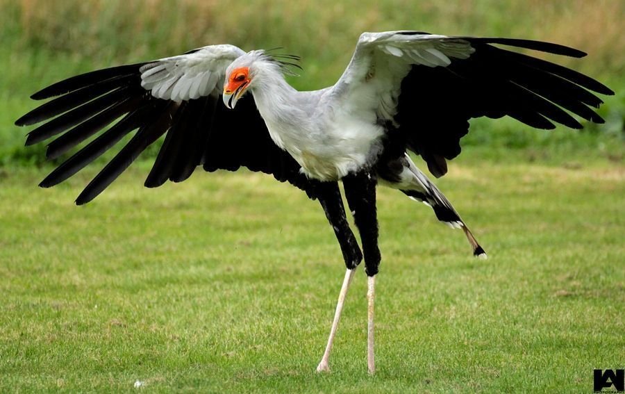 Secretarybird