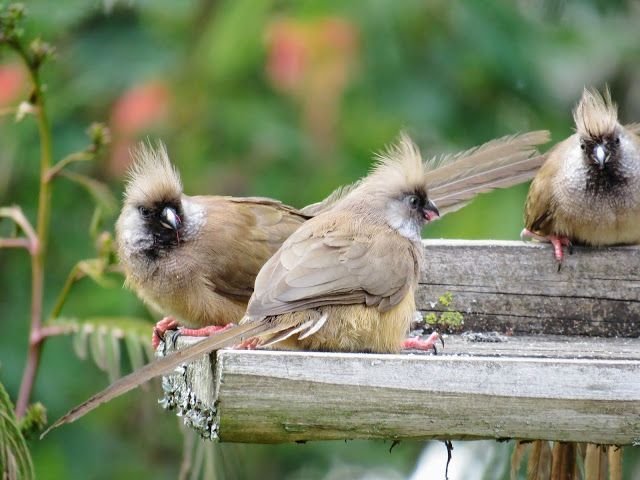 Speckled Mousebird