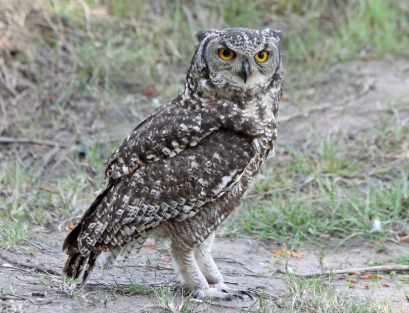 Spotted Eagle-Owl