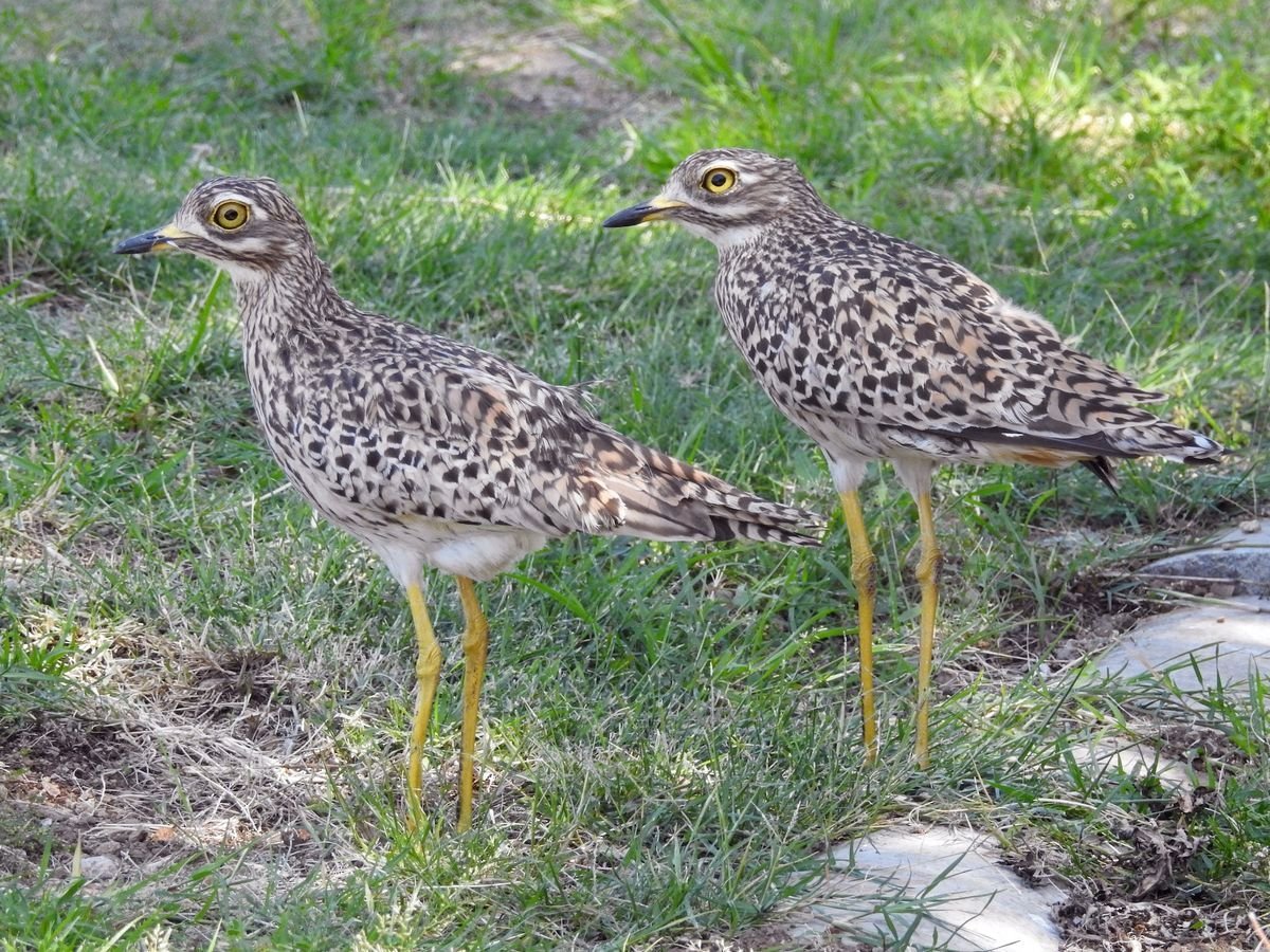 Spotted Thick-knee
