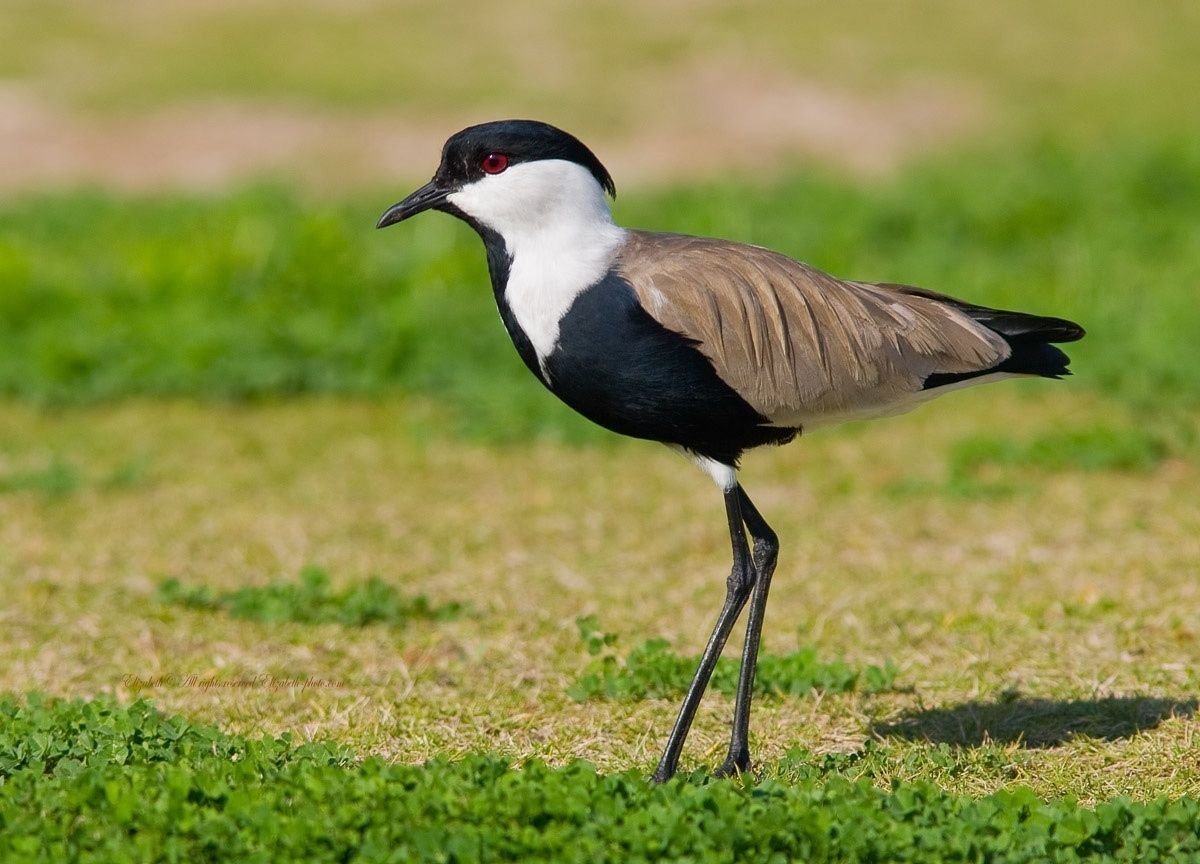 Spur-winged Lapwing
