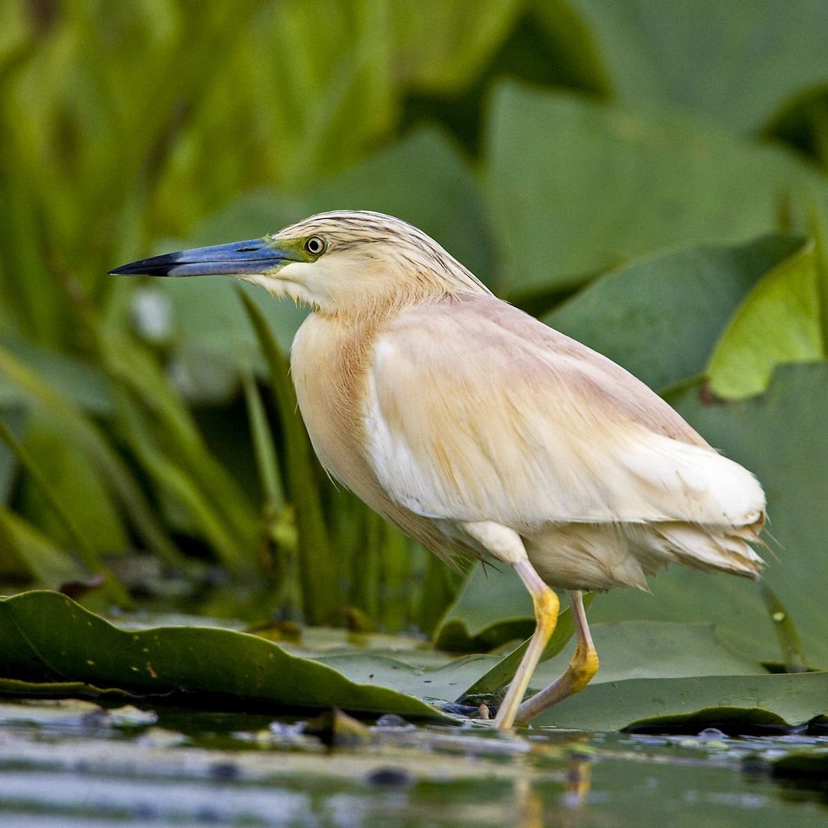 Squacco Heron