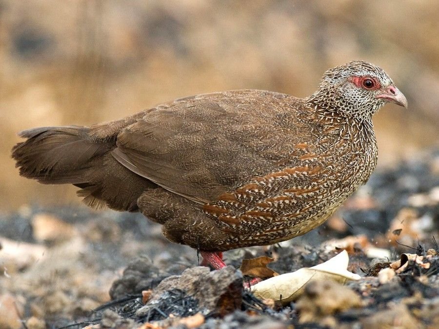 Stone Partridge