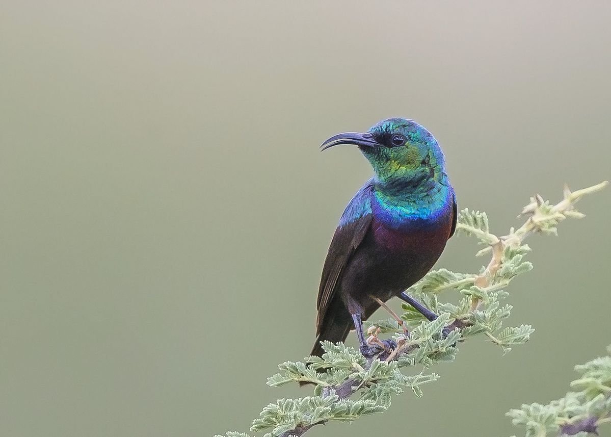 Sunbirds in Tanzania
