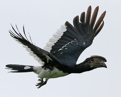 Trumpeter Hornbill
