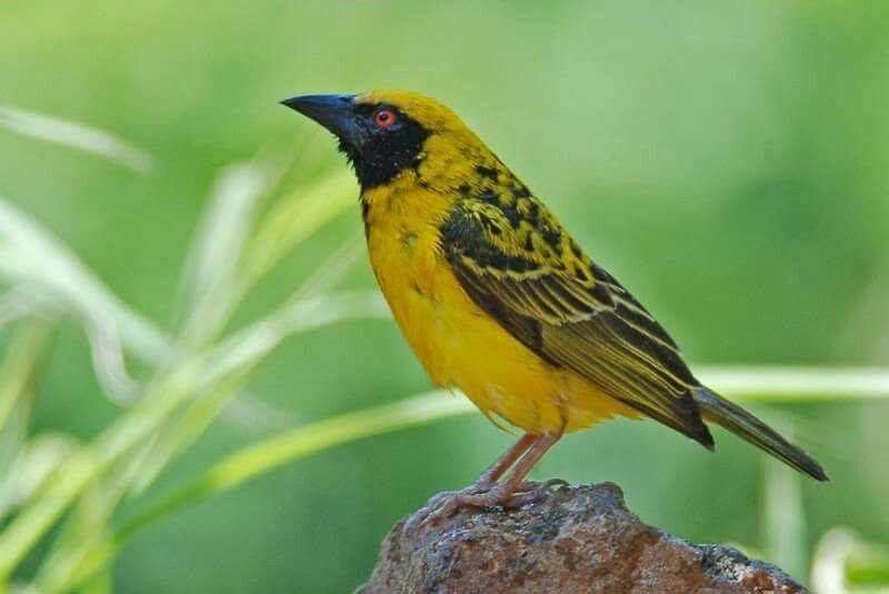 Village Weaver