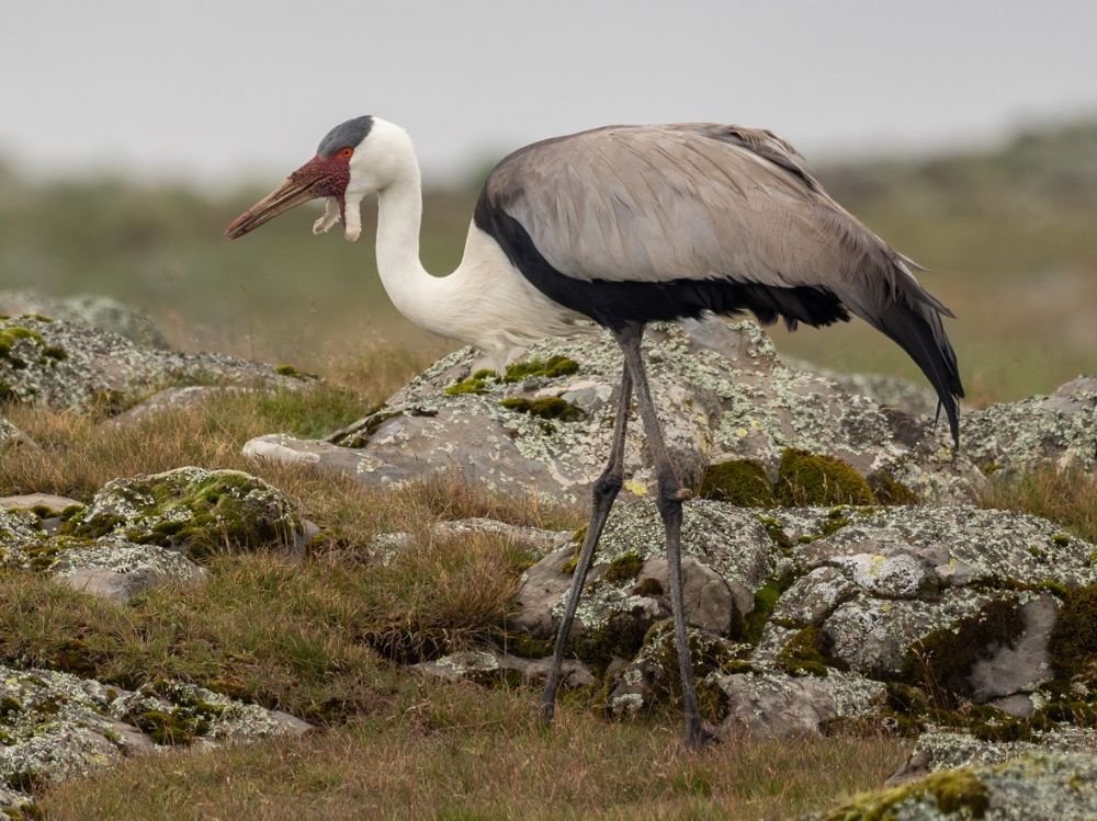 Wattled Crane