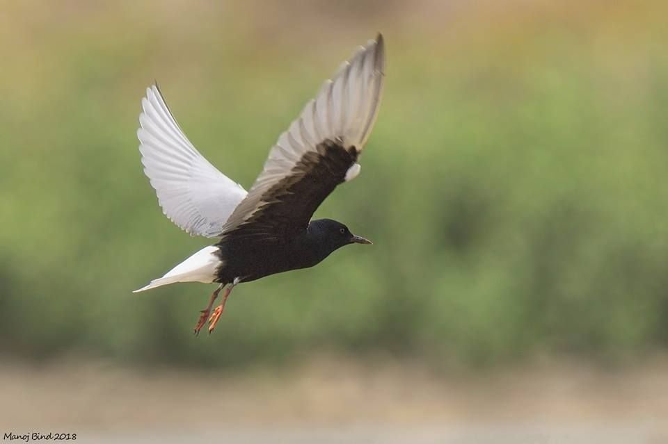 White-winged Tern