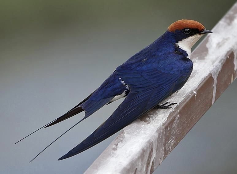 Wire-tailed Swallow