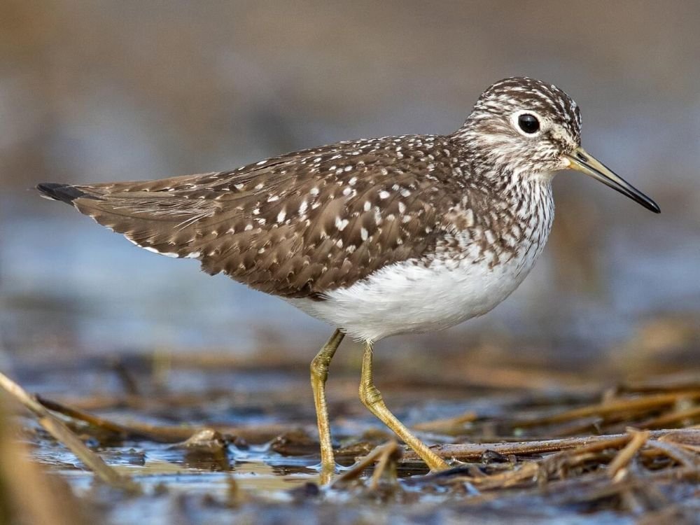 Wood Sandpiper