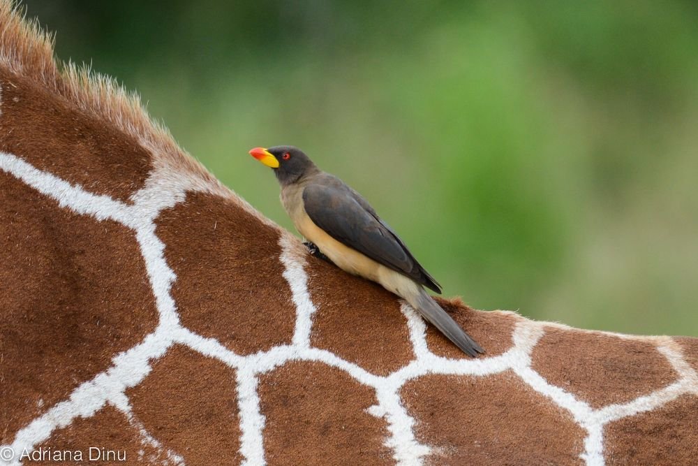 Yellow-billed Oxpecker