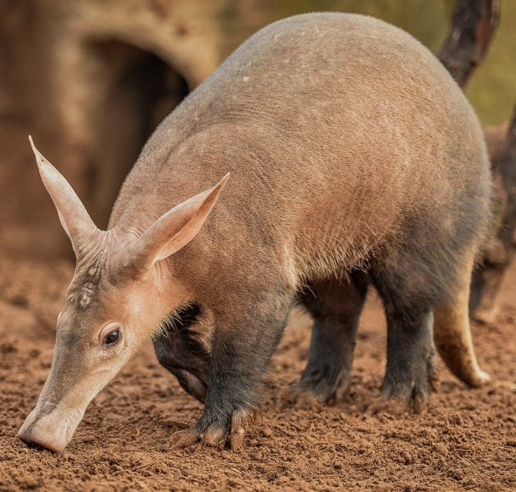 Aardvark