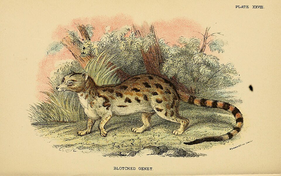 Abyssinian Genet