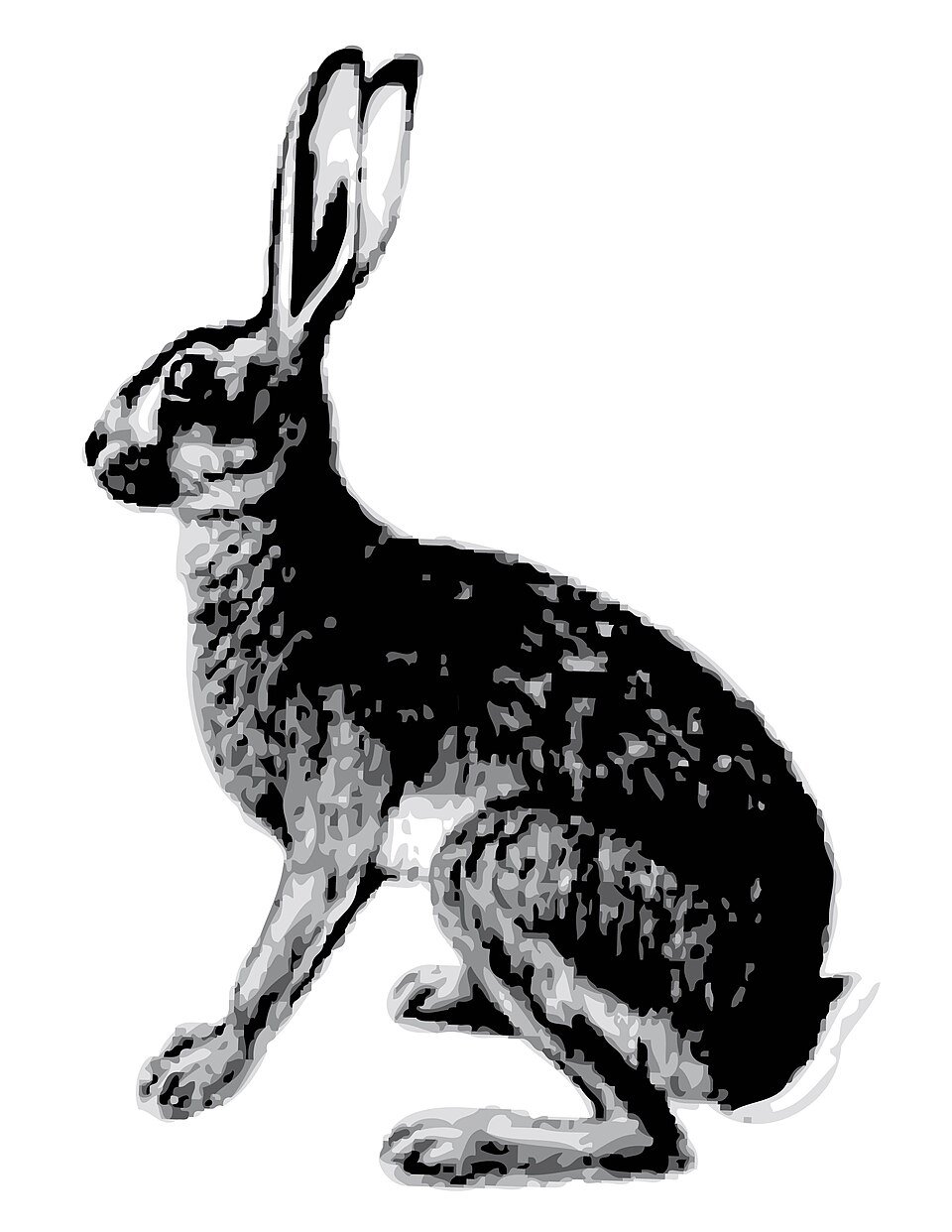 Abyssinian Hare