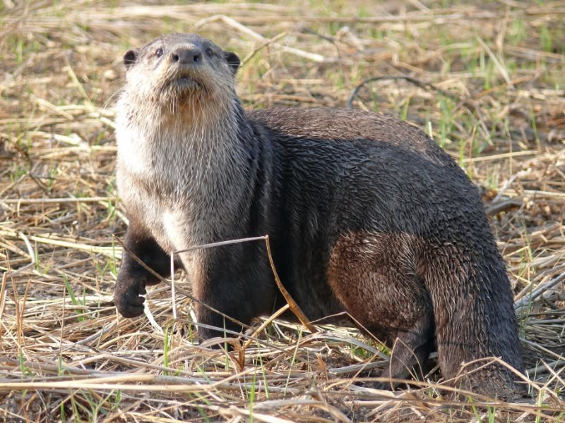 African Clawless Otter