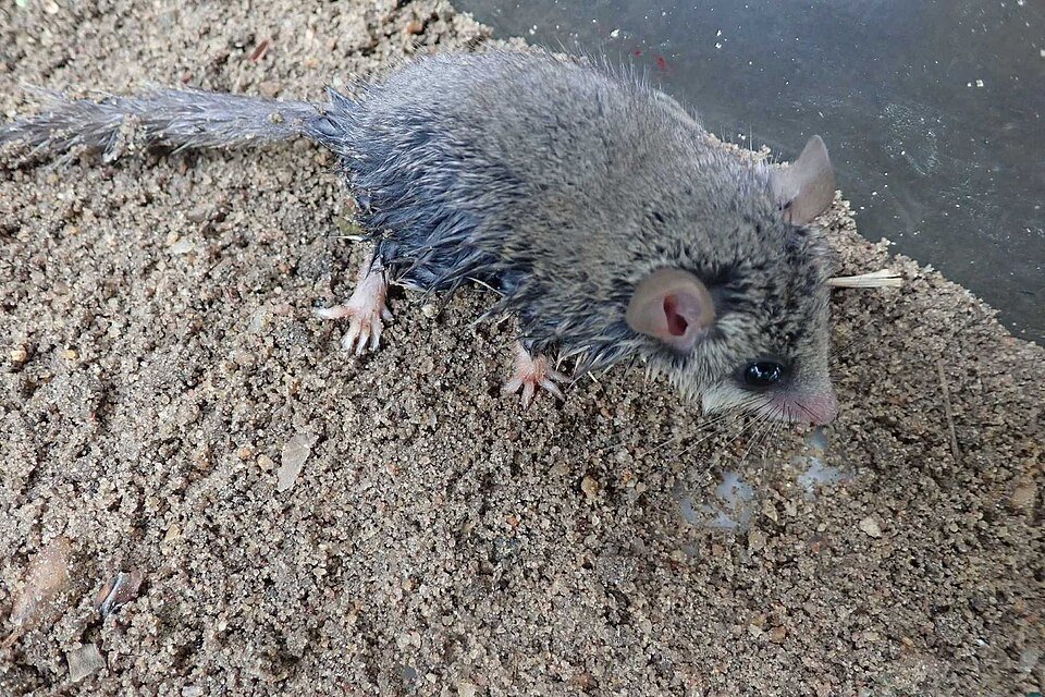 African Dormouse
