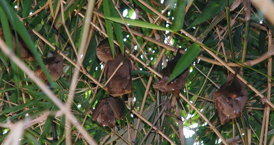 African Epauletted Fruit Bat