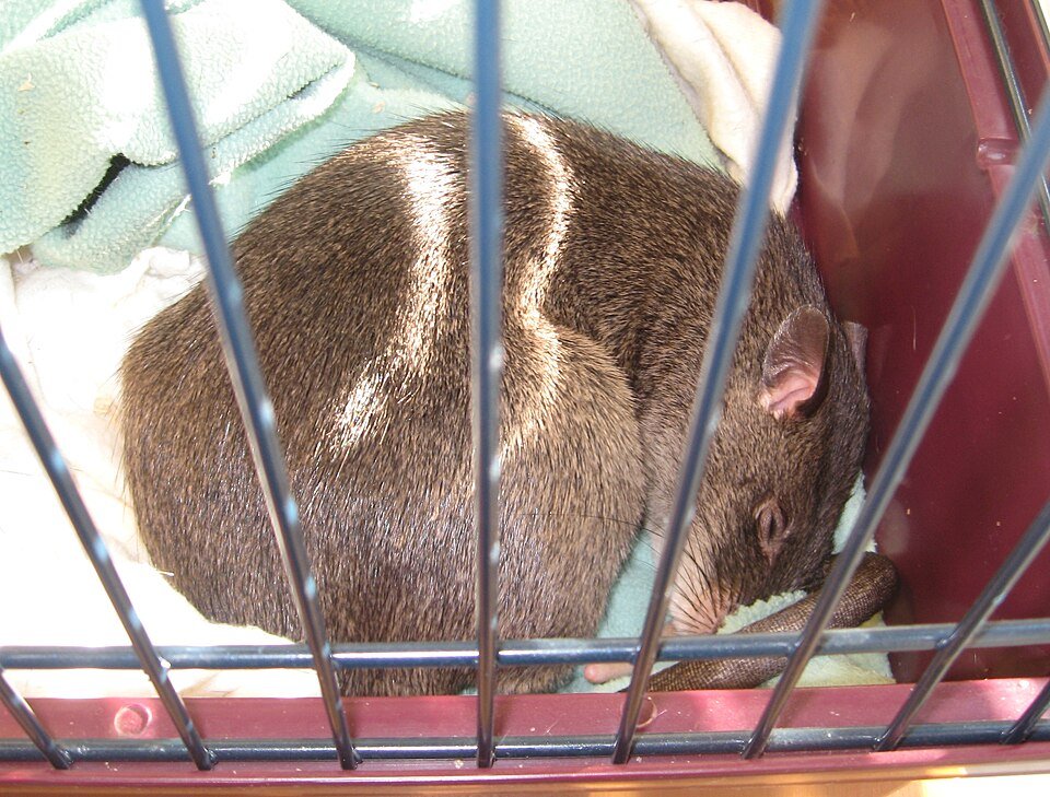 African Giant Rat