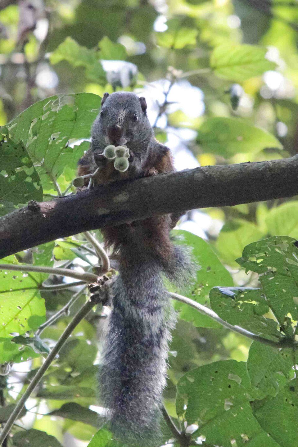 African Giant Squirrel