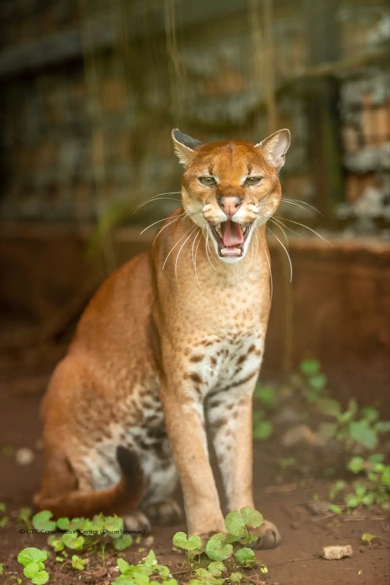 African Golden Cat