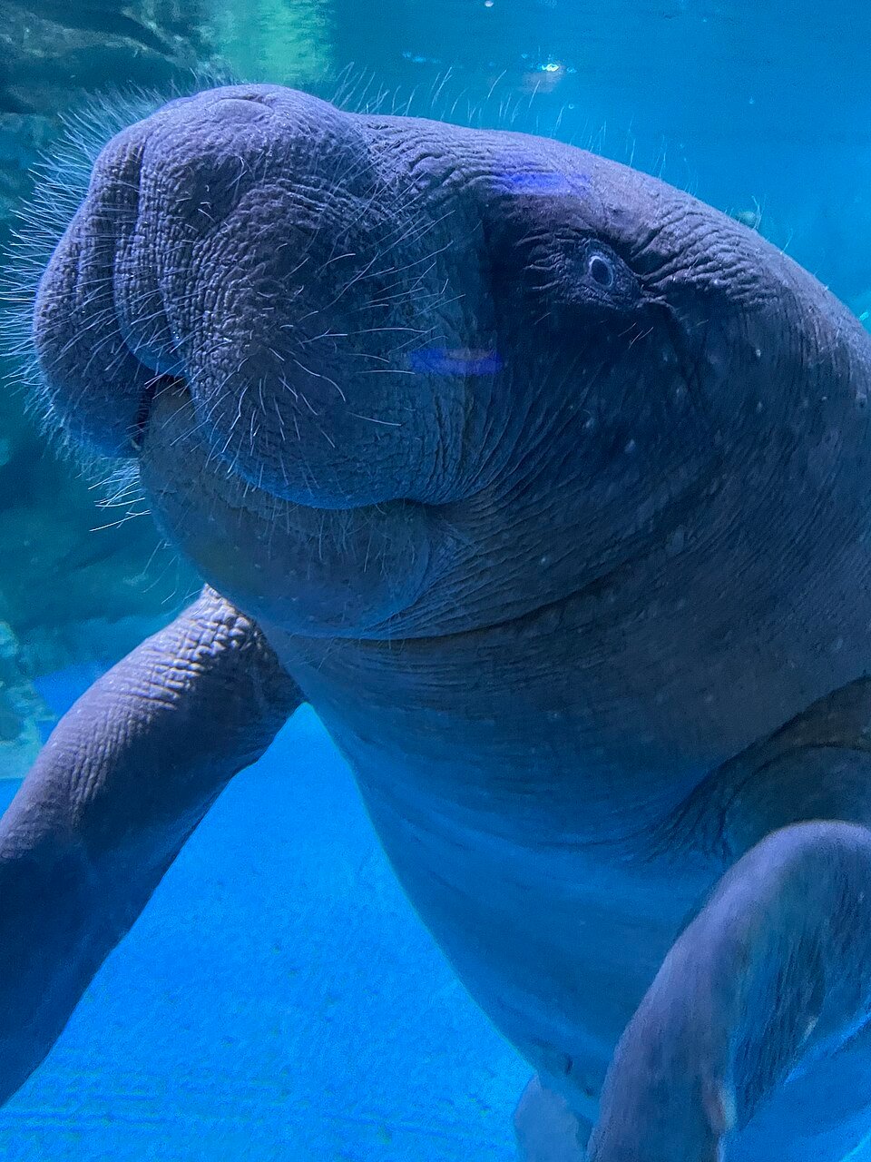 African Manatee