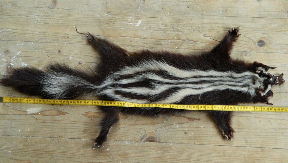 African Polecat