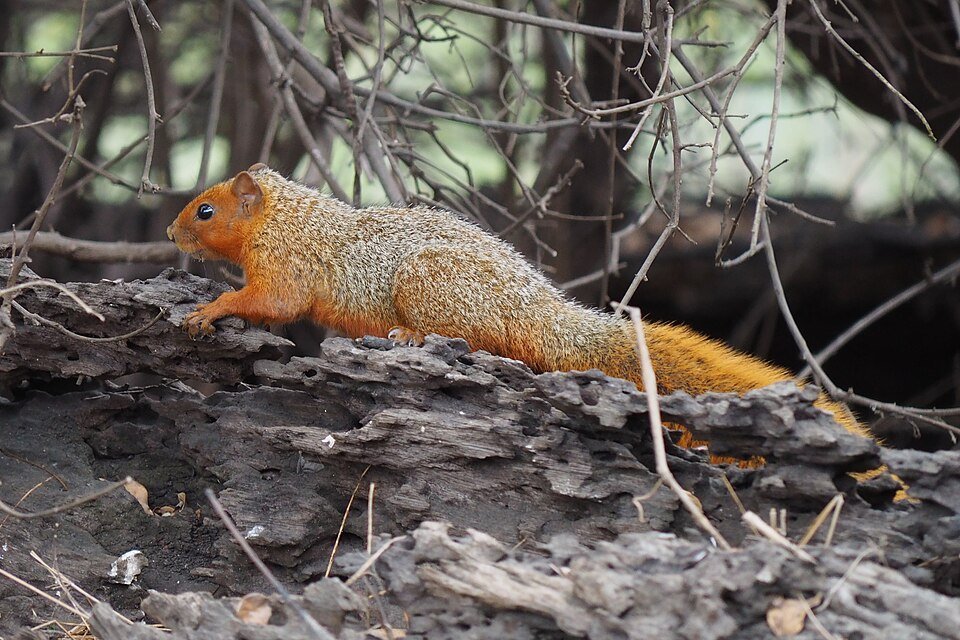 African Red Bush Squirrel