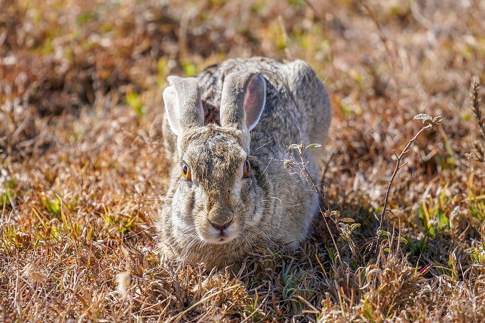 African Savanna Hare