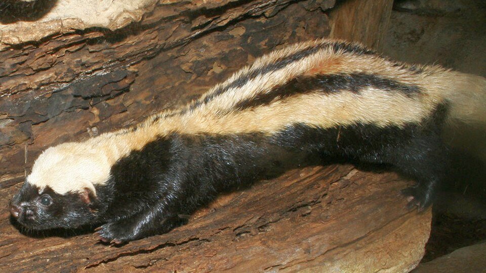 African Striped Weasel