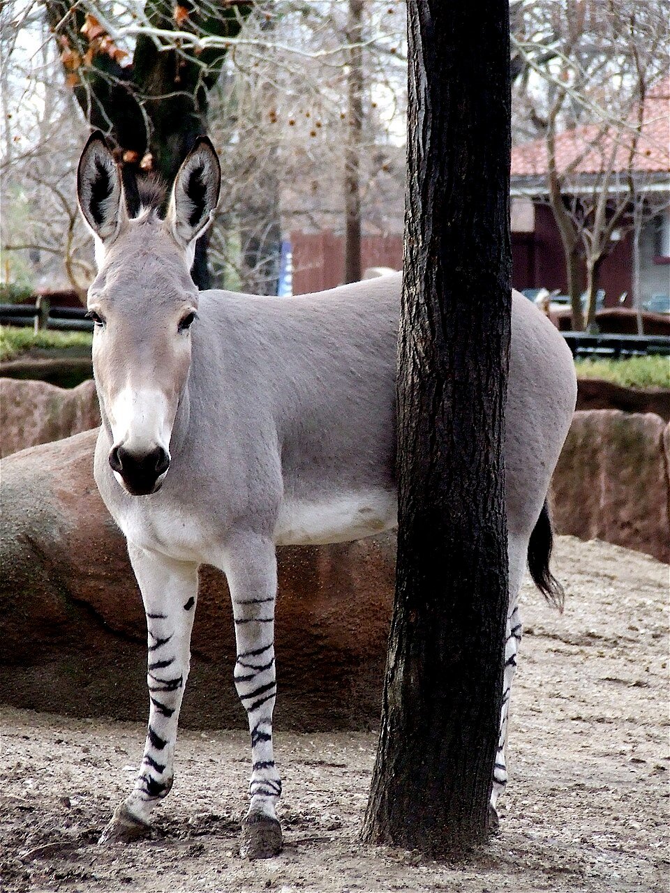 African Wild Ass