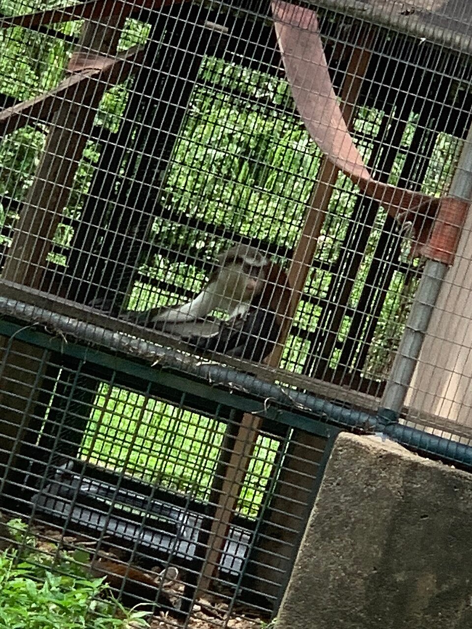 Agile Mangabey
