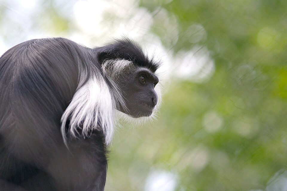 Angola Colobus