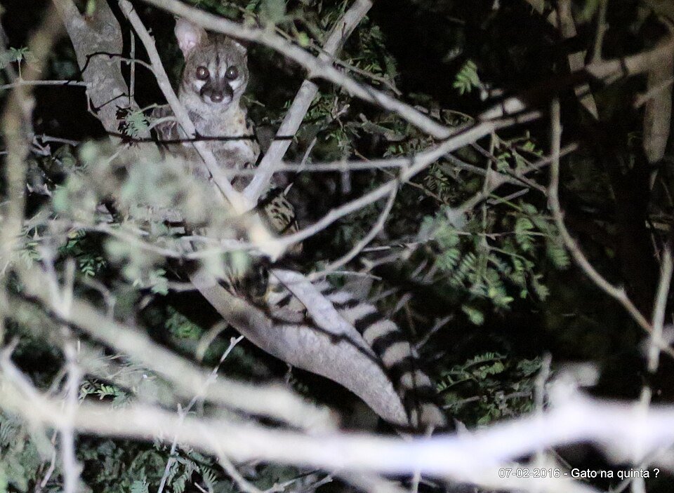 Angolan Genet