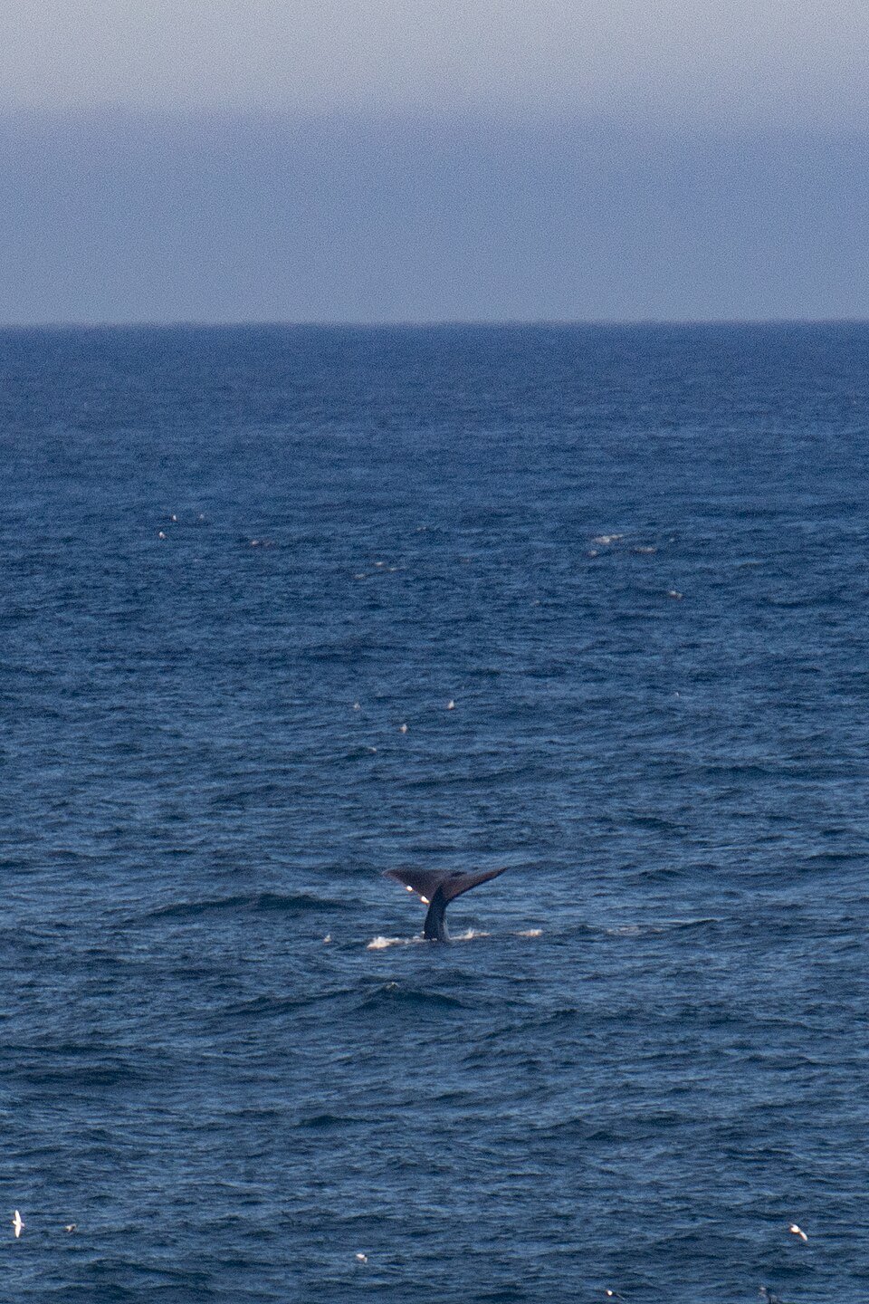 Antarctic Minke Whale
