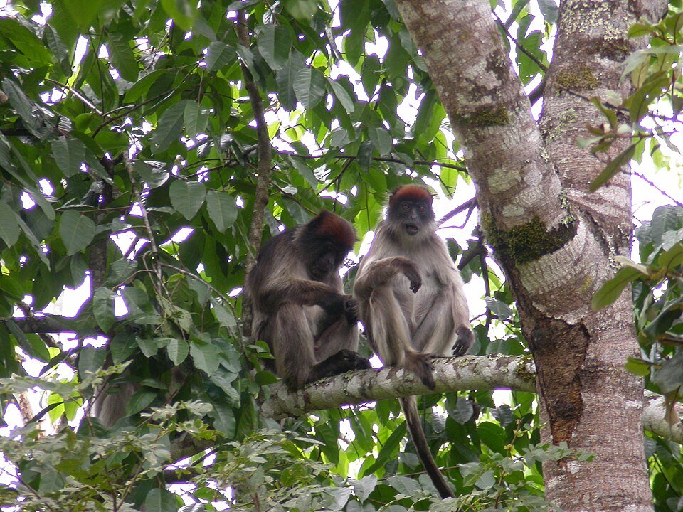 Ashy Red Colobus