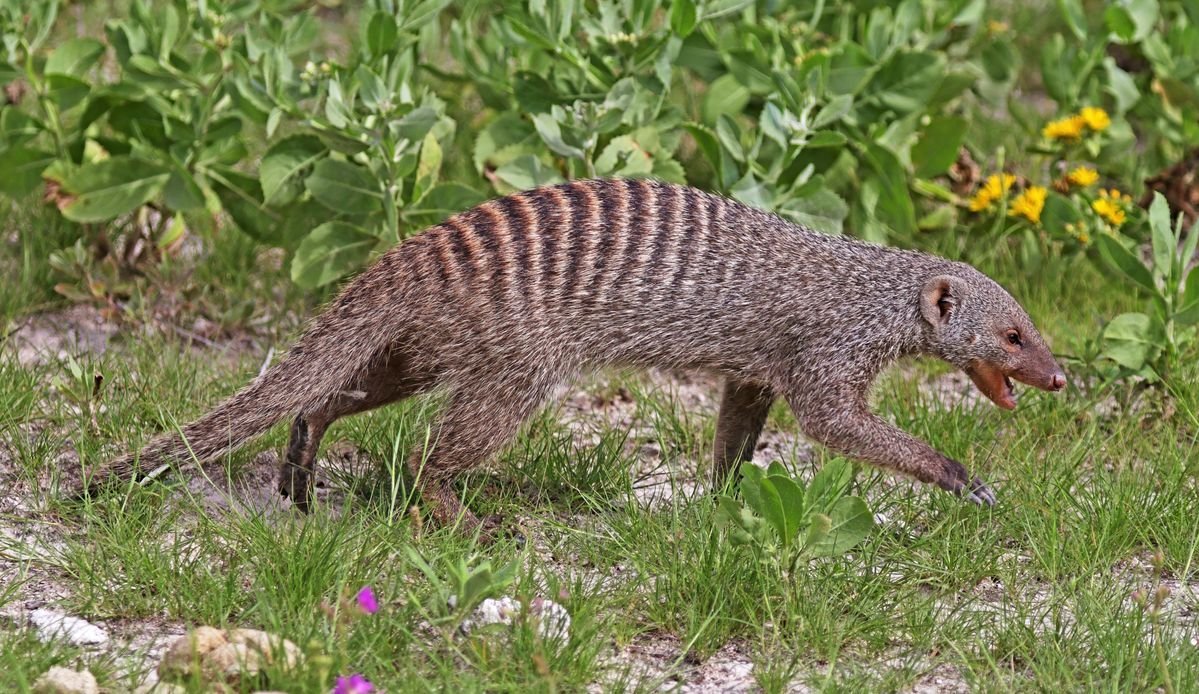 Banded Mongoose
