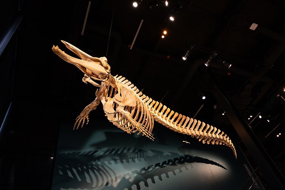 Beaked Whale