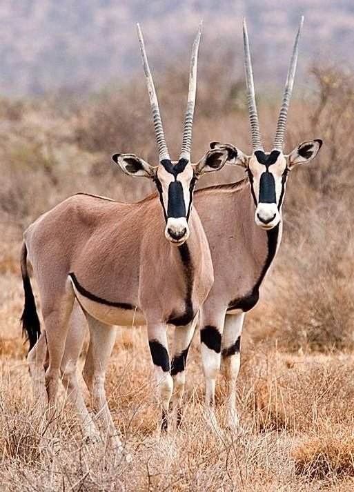 Beisa Oryx