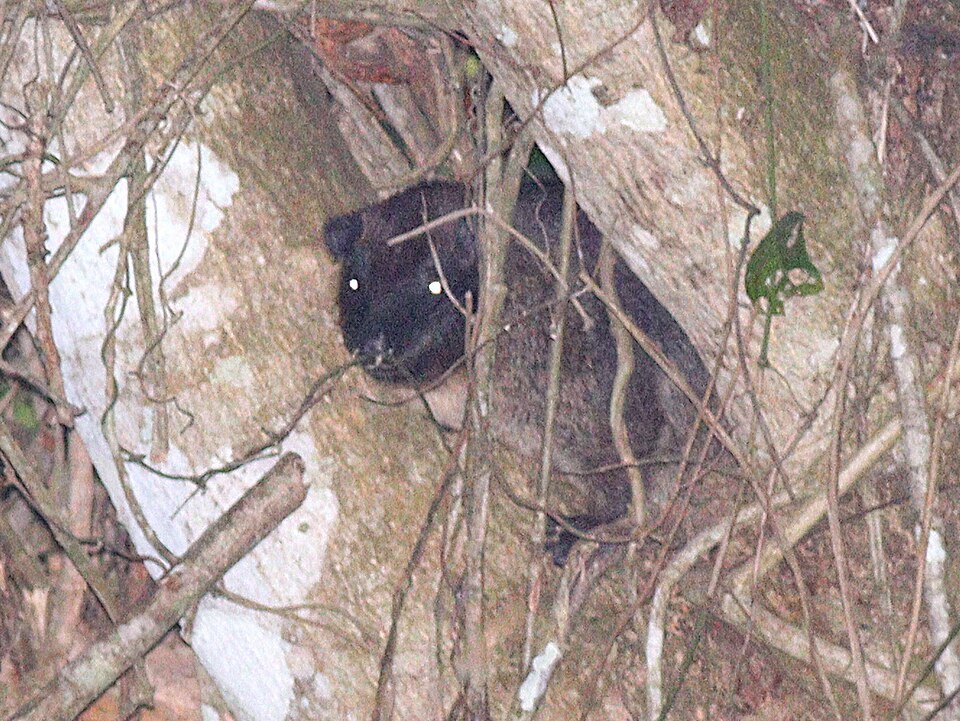 Benin Tree Hyrax