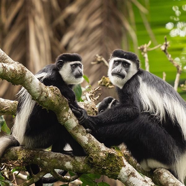 Black-and-white Colobus