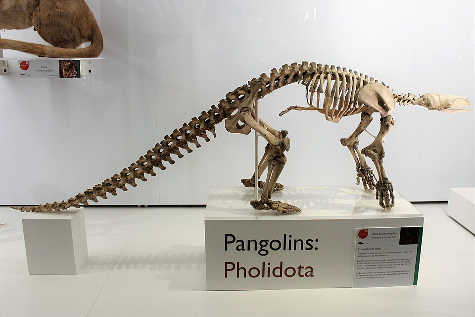 Black-bellied Pangolin